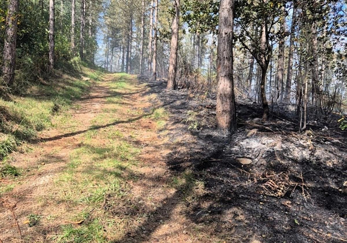 Parte de la zona de bosque afectada por el fuego.