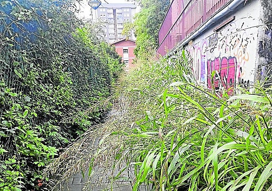 Denuncia J. Barrutia: «Este es el estado de abandono que tiene el Ayuntamiento en el acceso desde Juan Carlos Guerra y Gomistegi para llegar al ascensor de Azkuene kalea. Si estuviera al lado del Zinemaldia, seguro que estaba bien mantenido. Hay que apartar la maleza y las zarzas con las manos para poder pasar. Vergonzoso».