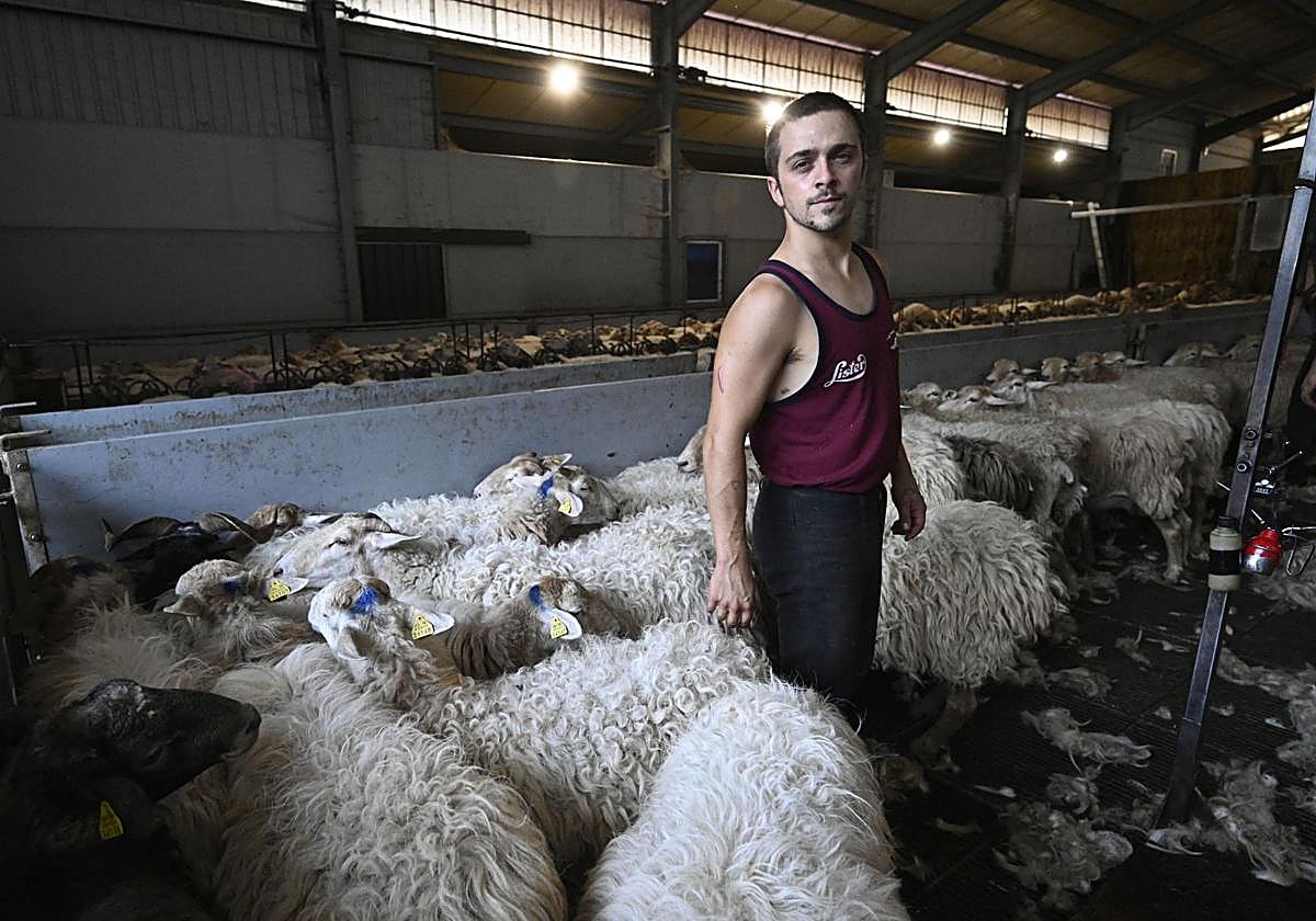 El esquilador Mikel Gálvez entre las ovejas de un establo de Eskoriatza.