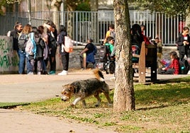 Imagen de archivo de un perro suelto en un parque.