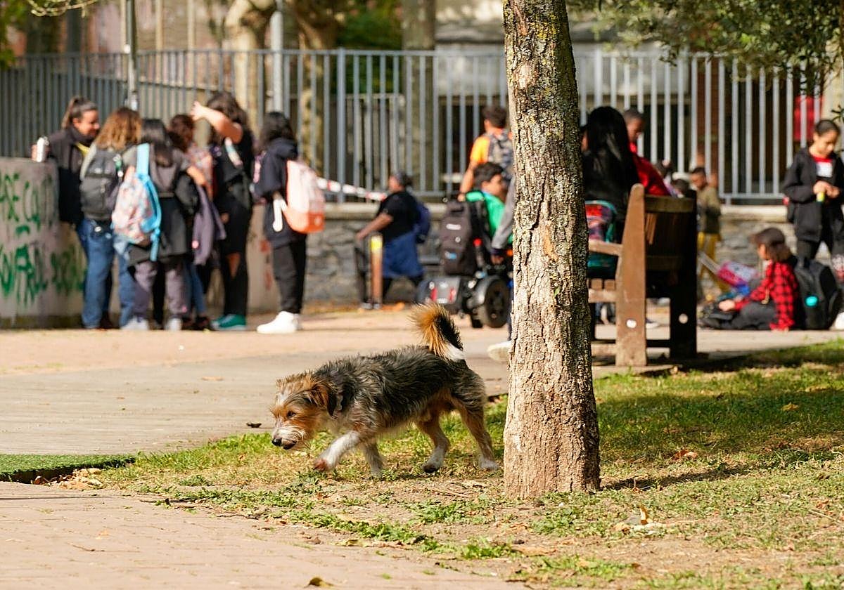 Imagen de archivo de un perro suelto en un parque.