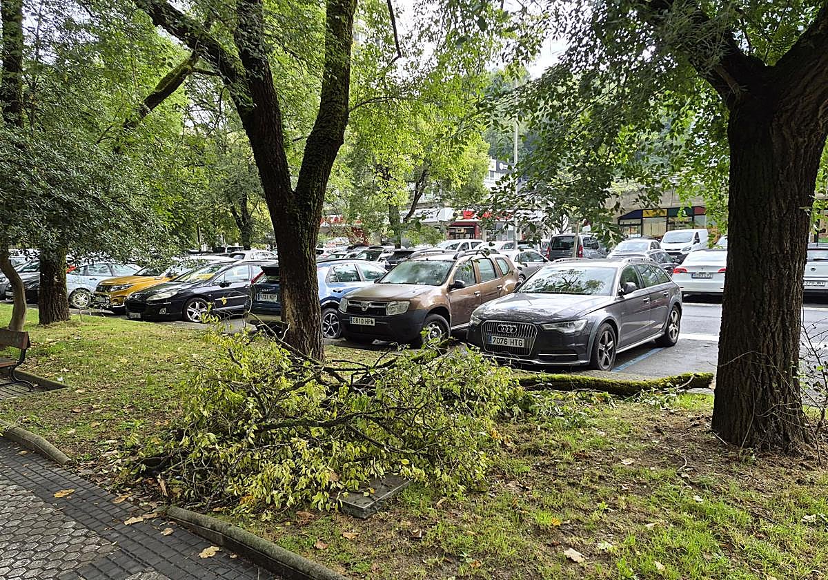Jorge denuncia que «han pasado ya varios días desde que se cayera una rama de un árbol en Lorea. El problema es que obstaculiza el paso hacia la parada de Dbus. Bastante vuelta tenemos que dar ya entre coches aparcados para coger el bus como para que tampoco podamos pasar por aquí».