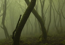 Basoak eta behe-lainoaren misterioak, Arrutiren begiradatik