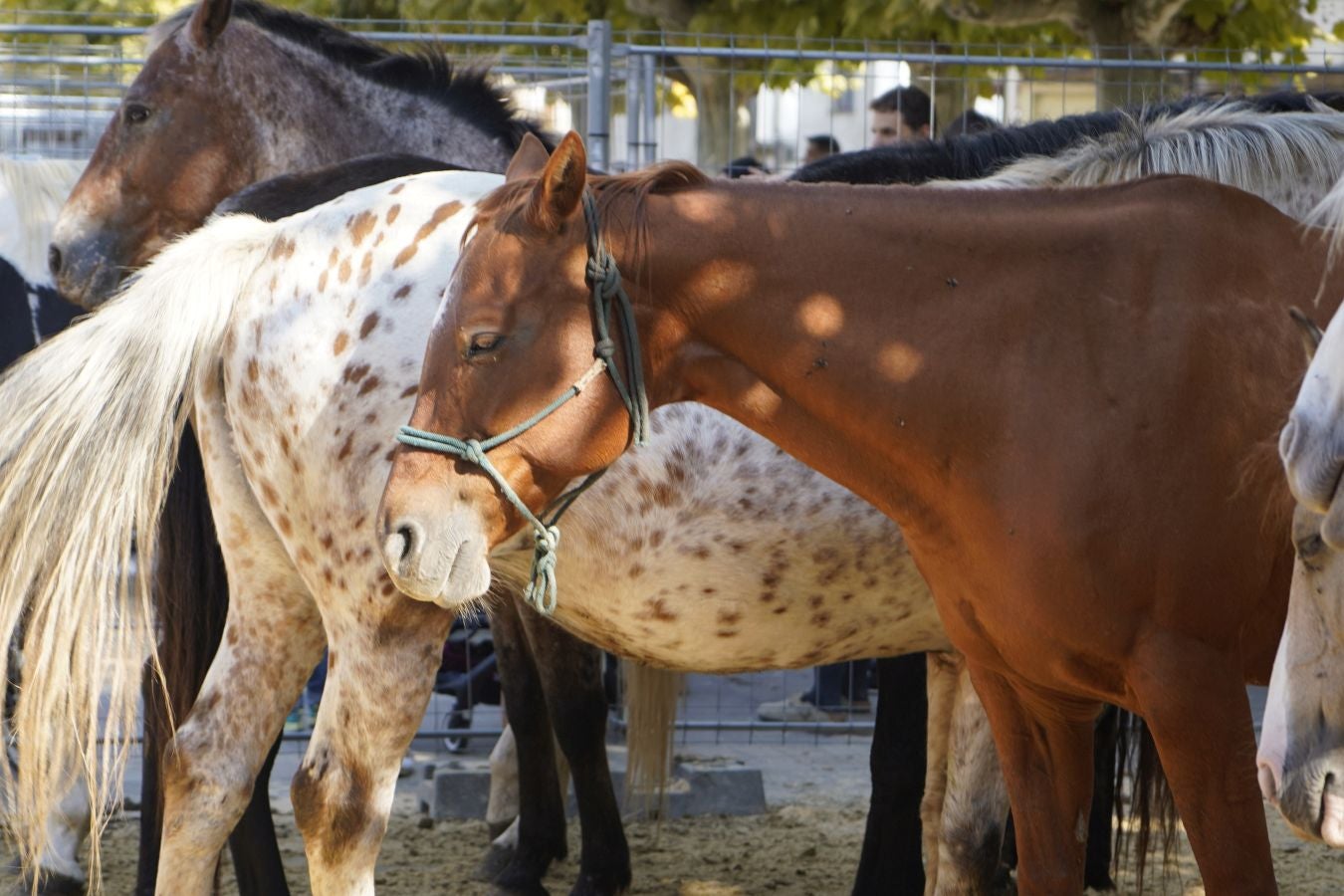 Landa-mundua Lazkaoko bihotzean: Basherri Eguna ospakizun betean