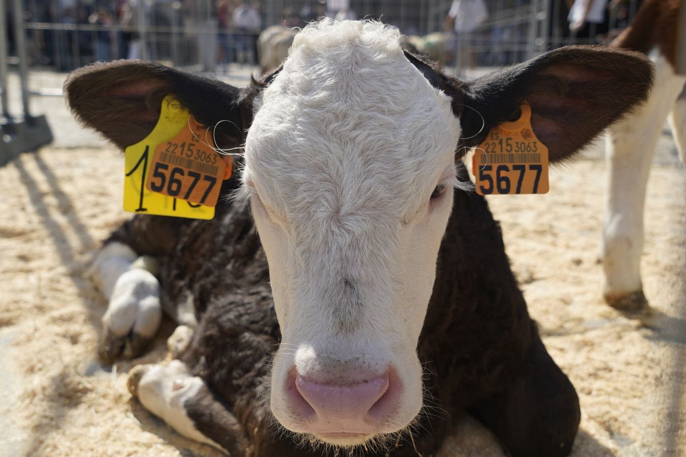 Landa-mundua Lazkaoko bihotzean: Basherri Eguna ospakizun betean
