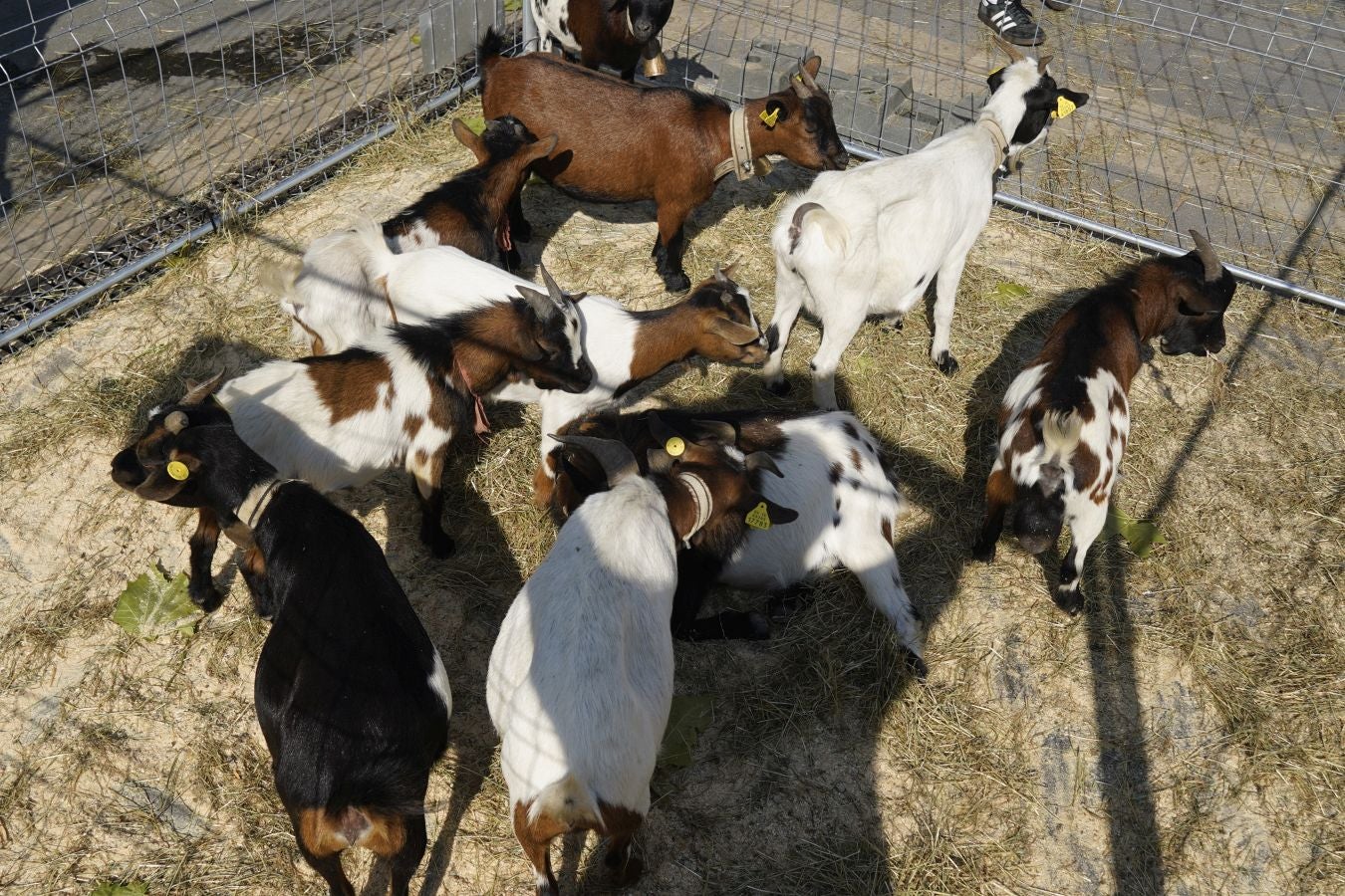 Landa-mundua Lazkaoko bihotzean: Basherri Eguna ospakizun betean