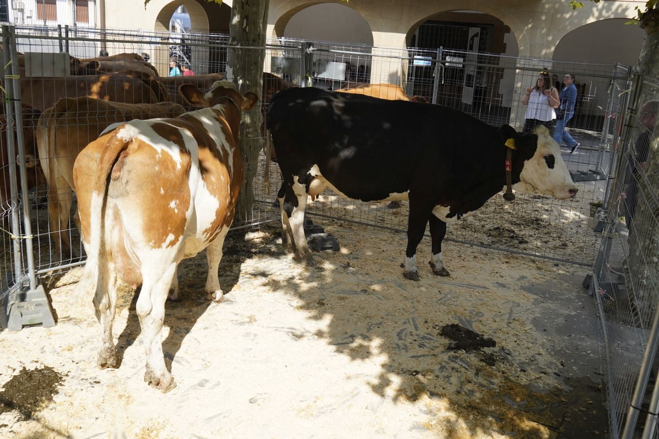 Landa-mundua Lazkaoko bihotzean: Basherri Eguna ospakizun betean