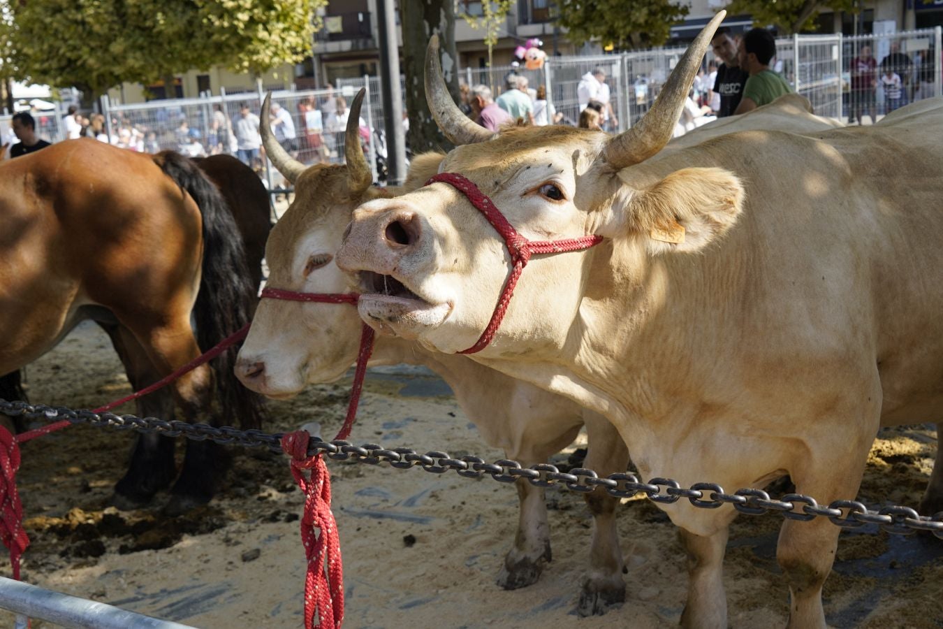 Landa-mundua Lazkaoko bihotzean: Basherri Eguna ospakizun betean