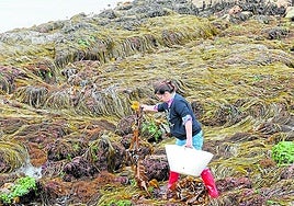 Algas proyectadas en Igeldo: betacaroteno para la piel y wakame con label