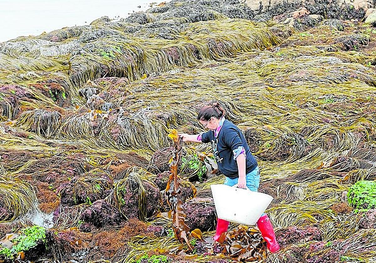 Algas proyectadas en Igeldo: betacaroteno para la piel y wakame con label