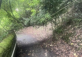 Advierte Koldo: «En el camino que baja desde Aiete-Etxadi hasta Morlans y que transcurre paralelo al muro del palacio de Aiete, hace semanas que hay un árbol caído sobre el cable de la luz, que representa un peligro y que obliga a los transeúntes a agacharse para poder pasar. ¿Cuándo lo van a arreglar?».