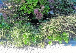 Denuncia Margarita A. desde la taberna Iratxo, situada en Arriberri 18 del barrio de Altza: «Estoy cansada de compartir terraza con heces de perros, ratas y la clientela que aguanta de manera estoica. Este espacio de la foto es infrahumano. Hemos solicitado al Ayuntamiento que por favor nos tapen con cemento las zonas más conflictivas para poder tener una terraza en condiciones, sin resultado por el momento. Hagan algo».