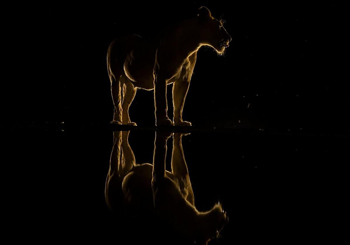 Imagen de una leona tomada en Kenia que le ha reportado a Igor Altuna el premio Argizaiola 2025.