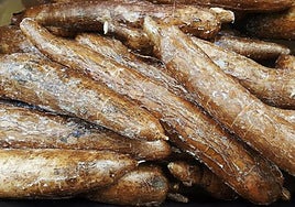 Yuca: propiedades, beneficios y usos en la cocina