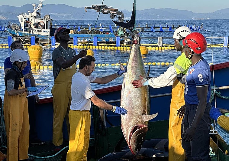 Sacrifican los primeros 80 atunes en la granja de engorde de Getaria