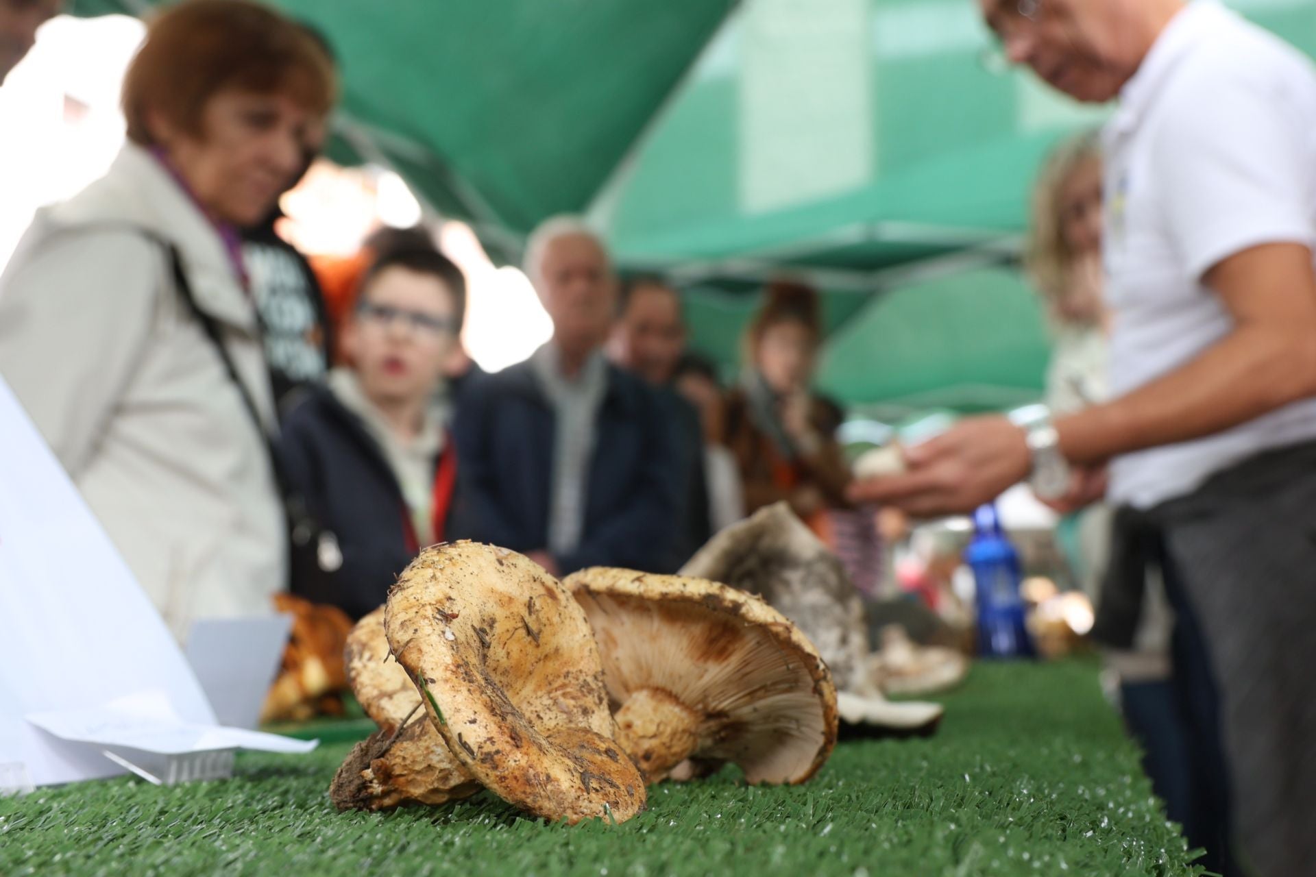 La micología reina en el barrio de Loiola