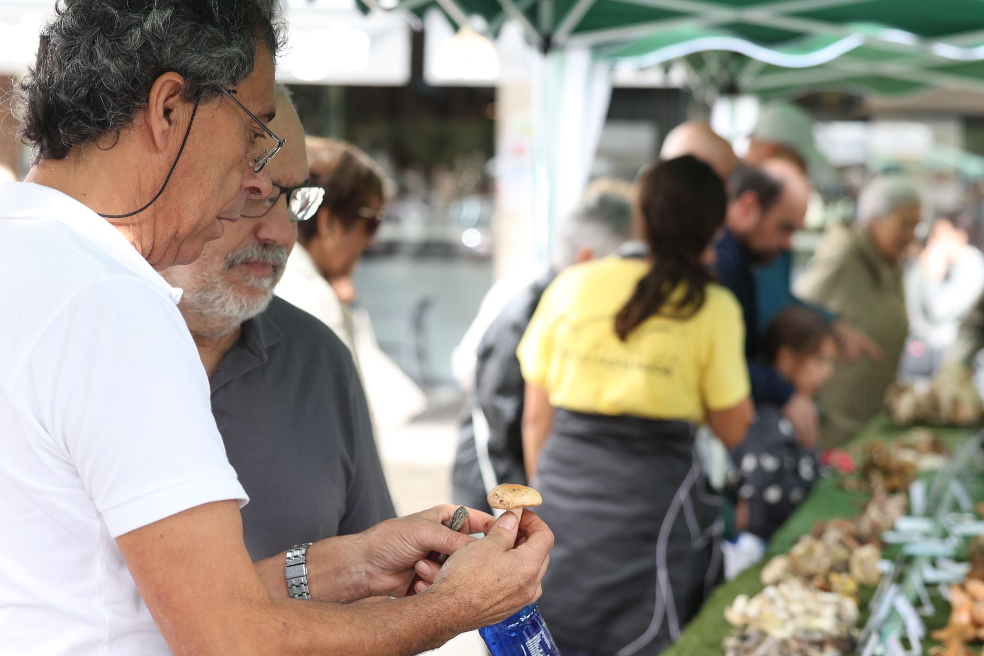 La micología reina en el barrio de Loiola