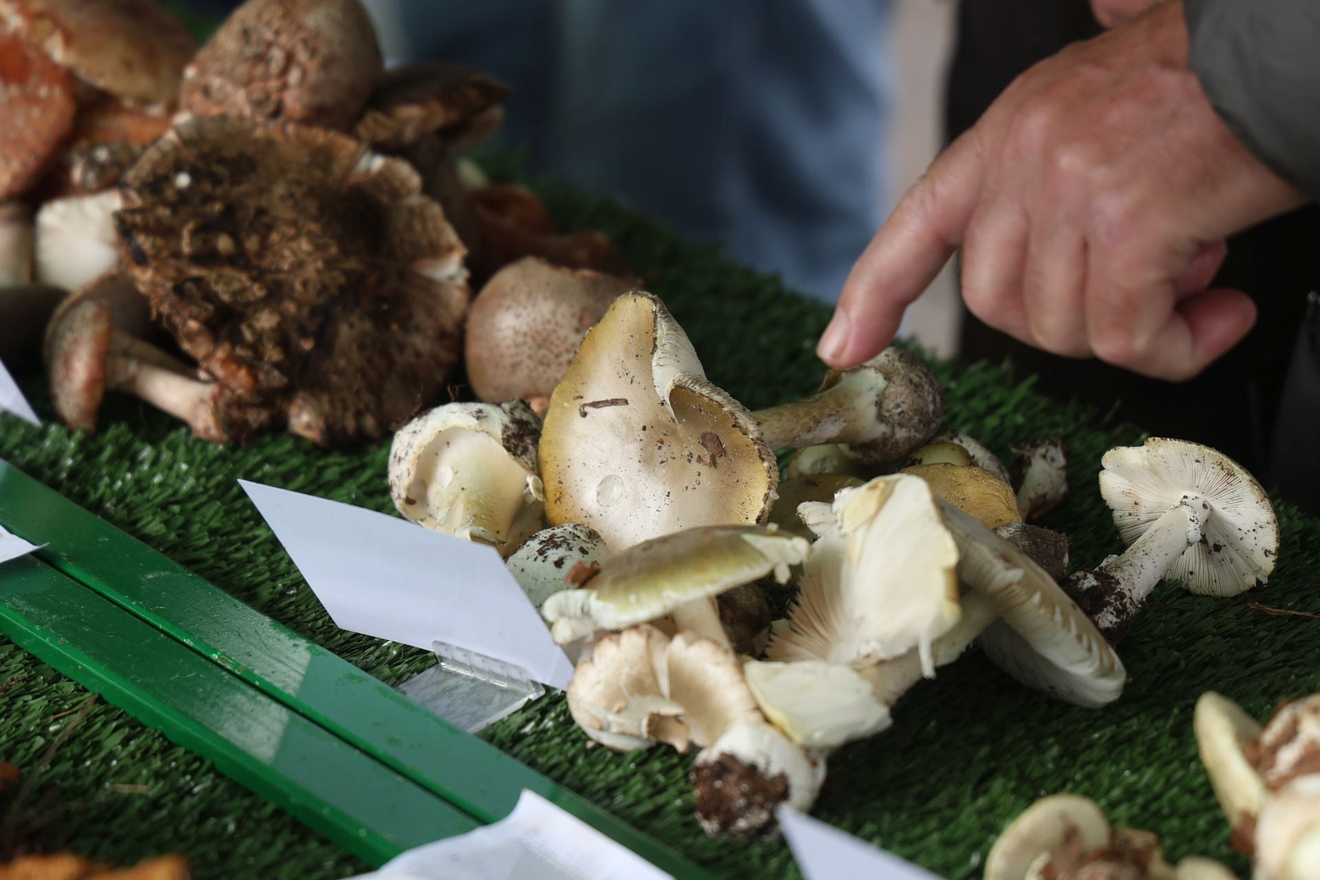 La micología reina en el barrio de Loiola