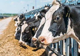 Euskadi tiene un problema de la leche: el «desplome lácteo» no frena y alcanza números nunca vistos en quince años