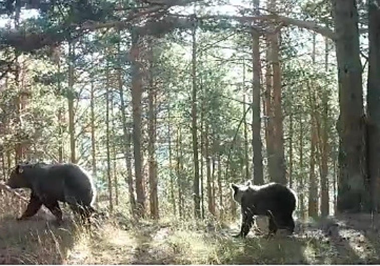 Fotograma del vídeo de 'Clavelina' y su cría en el Valle de Hecho del Pirineo aragonés el pasado mes de septiembre
