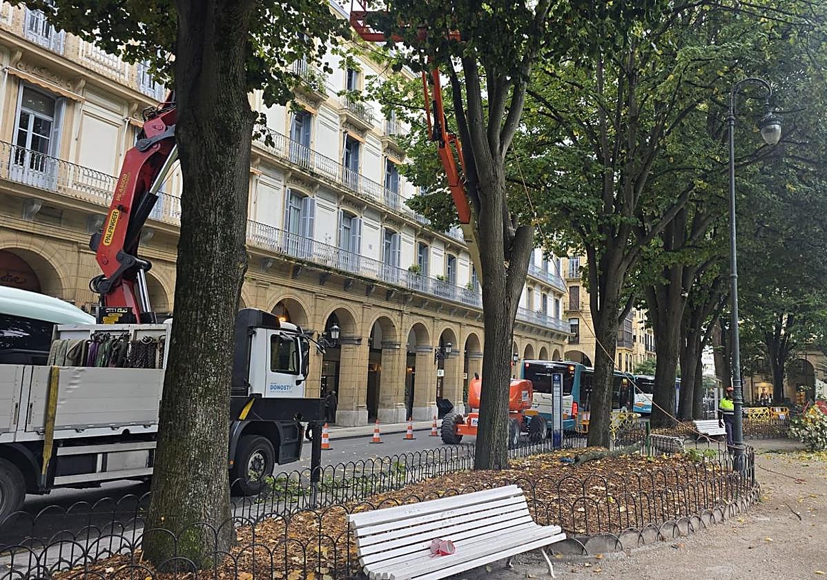 Se llevó a cabo ayer la tala de dos tilos en la plaza Gipuzkoa, en el marco del proyecto municipal de control del arbolado urbano. Esta intervención forma parte de las inspecciones periódicas que se realizan en la ciudad para prevenir riesgos en espacios especialmente sensibles como parques, colegios, paradas de autobús y zonas de alta afluencia peatonal.