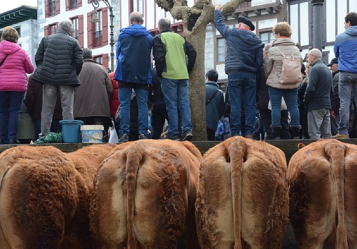 El ganado, parte esencial de las Ferias de Lesaka.