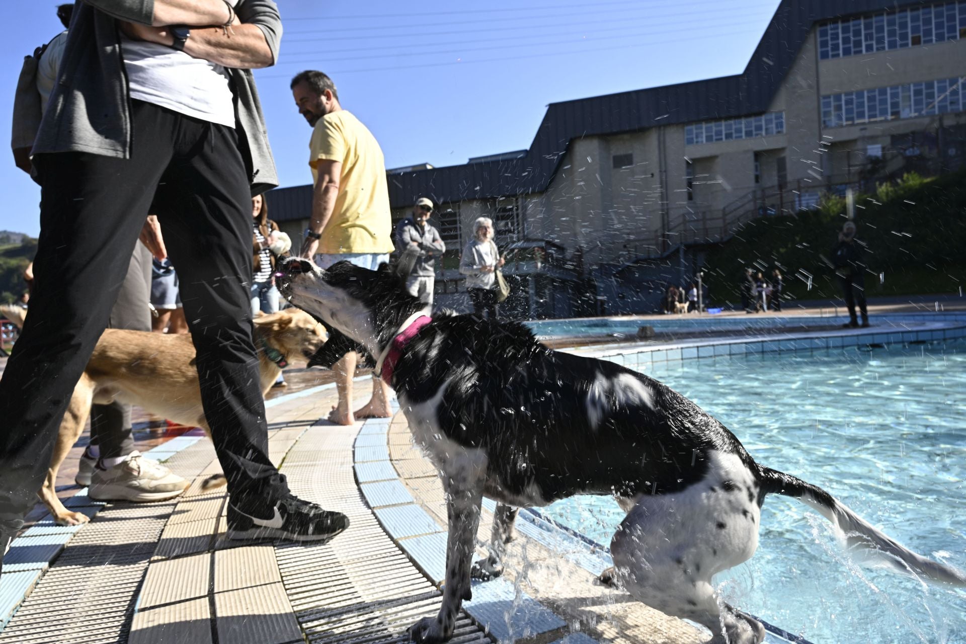 Los perros se adueñan de las piscinas de Eibar
