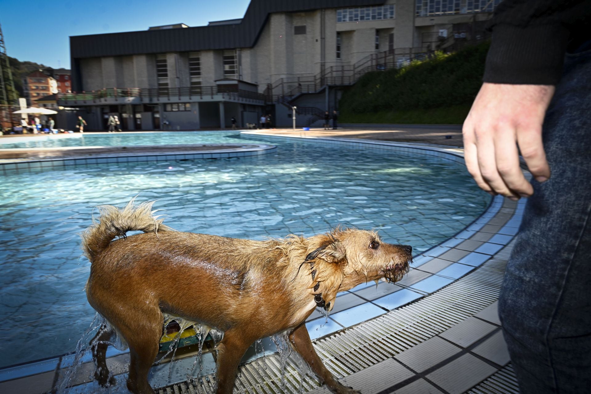 Los perros se adueñan de las piscinas de Eibar