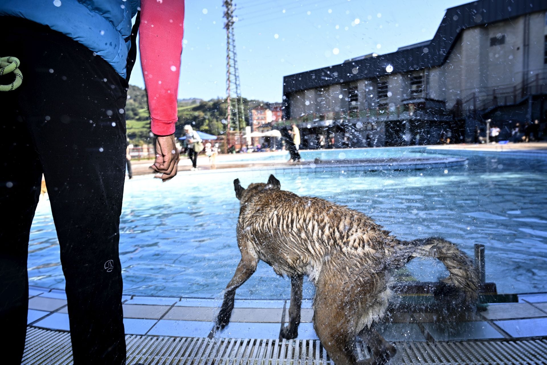 Los perros se adueñan de las piscinas de Eibar