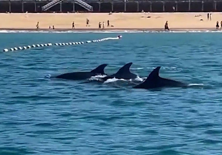Grupo de delfines paseando frente a la Concha en San Sebastián