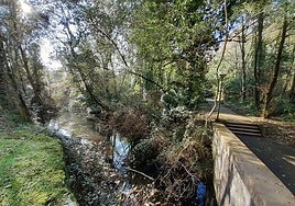Estado actual de la aliseda y humedal de Ibaeta en el que va a actuar el consistorio.