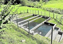 Piscinas con pienso en las que crían las truchas del Etxeberteko Borda que luego van directas a la sartén.