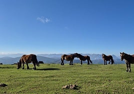 Un grupo de yeguas pasta en los alrededores de Aizan desde donde las vistas de la sierra de Aralar, Aizkorri y otras, son espectaculares.