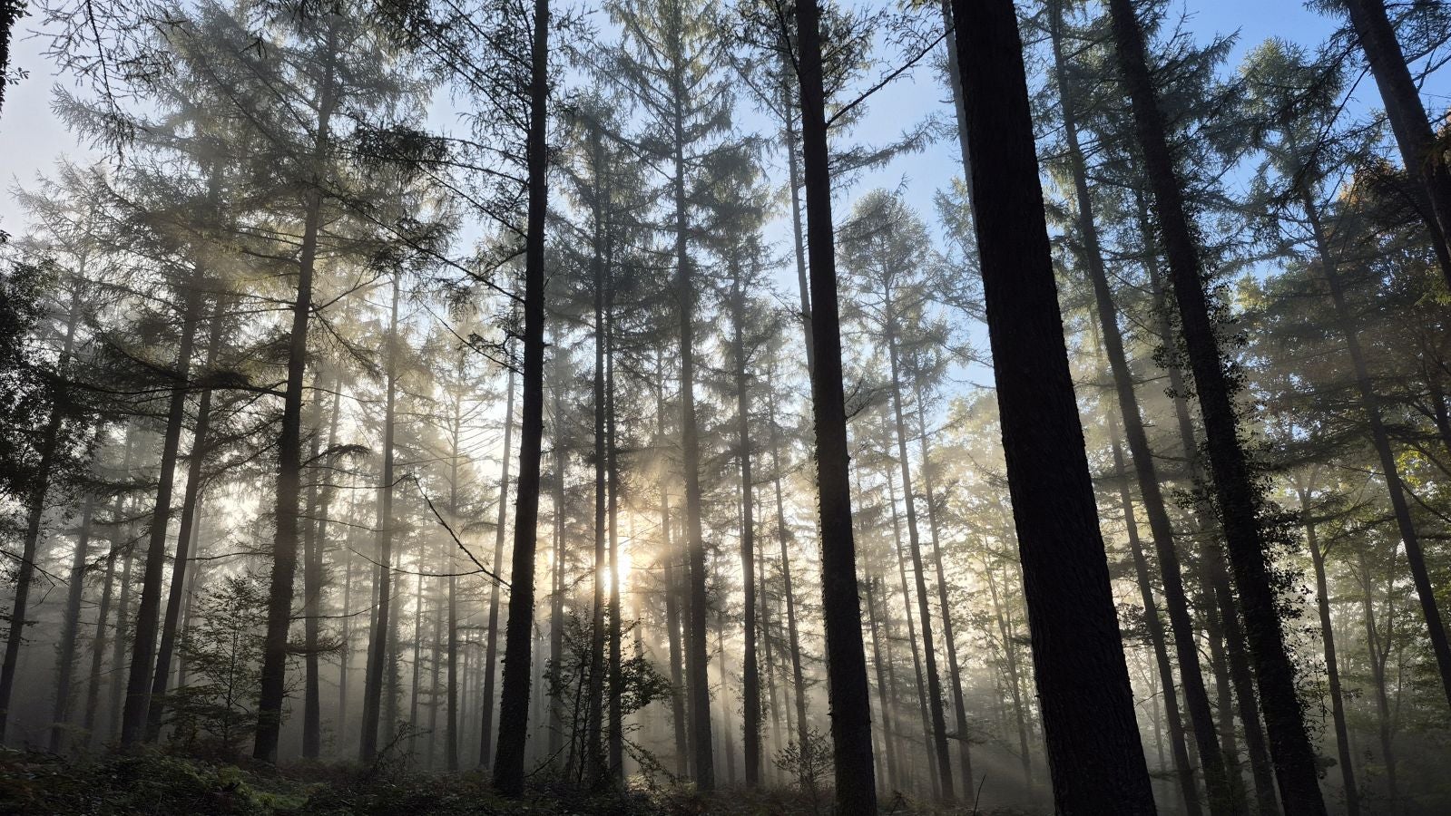 Una discreta cima navarra cobijada por el bosque