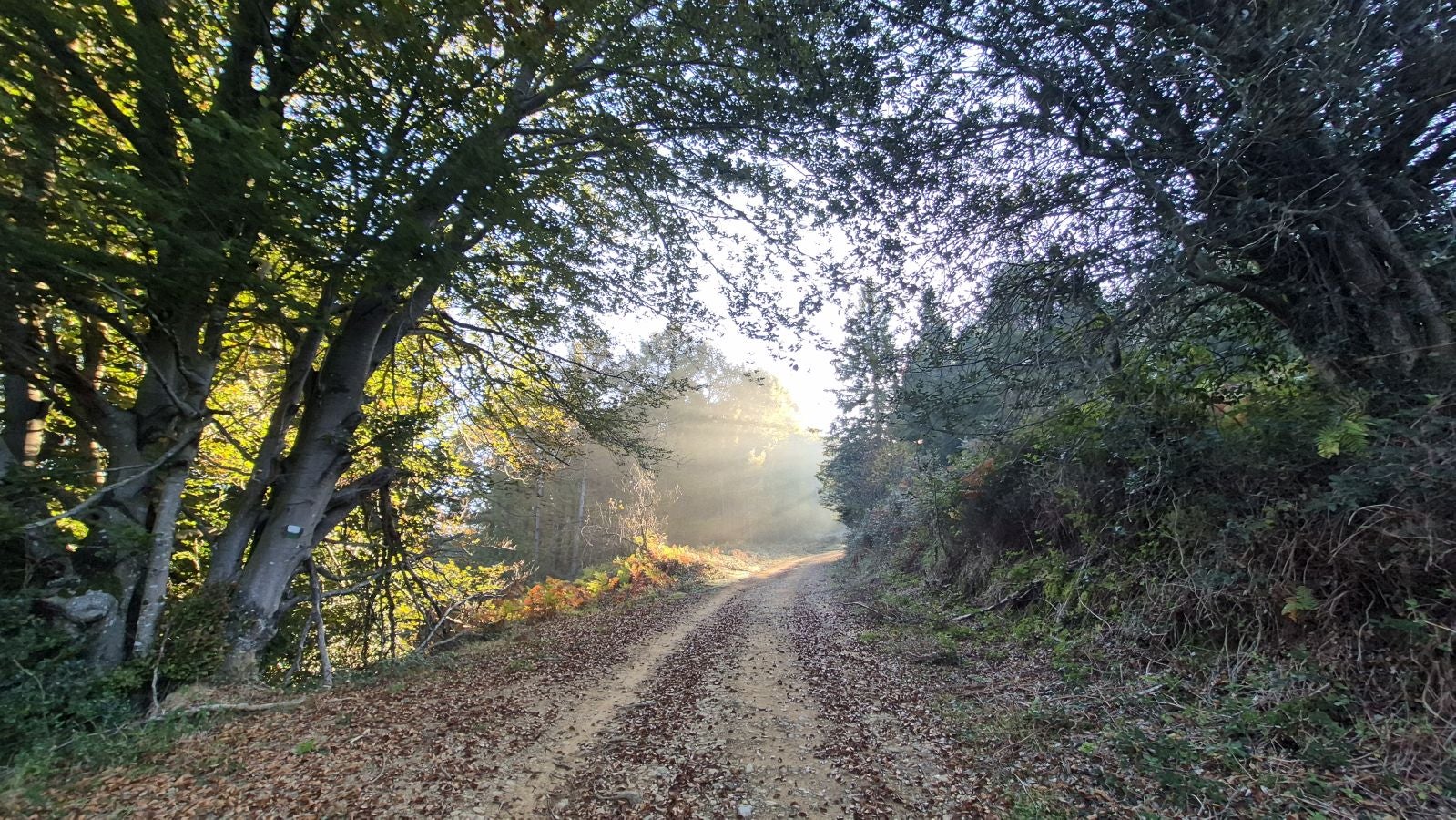 Una discreta cima navarra cobijada por el bosque