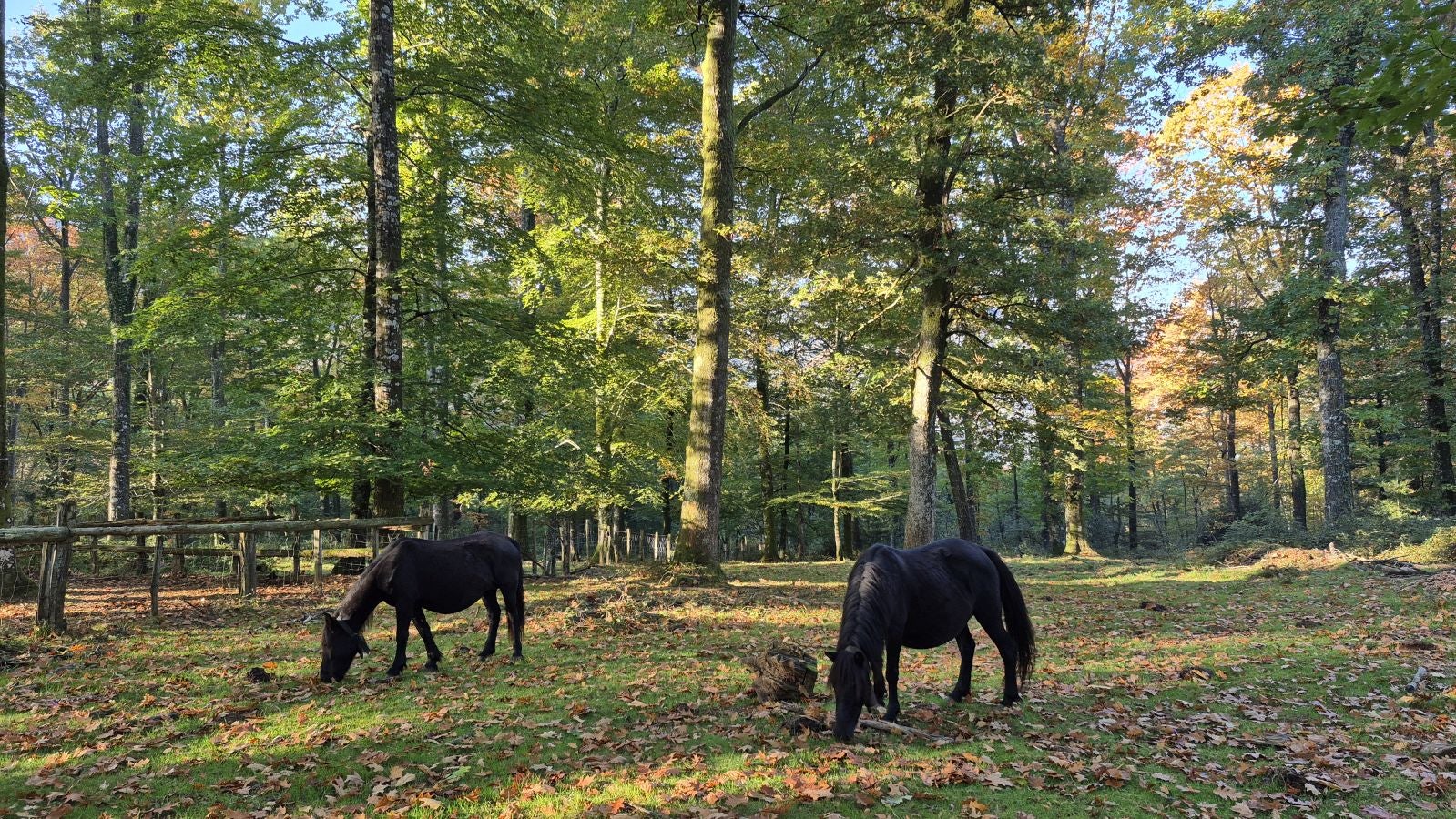 Una discreta cima navarra cobijada por el bosque