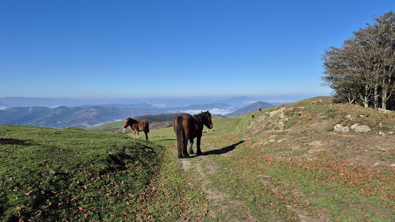 Una discreta cima navarra cobijada por el bosque