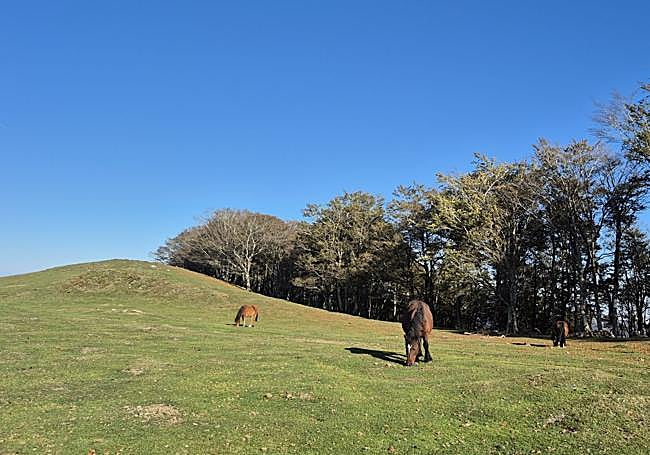 Un grupo de yeguas pasta junto a la cima de Aizan, en la zona alta de esta loma.