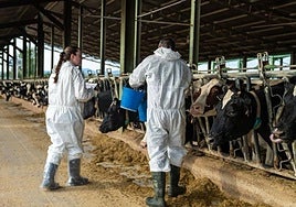 Proceso de vacunación en una granja ante la dermatosis nodular contagiosa.