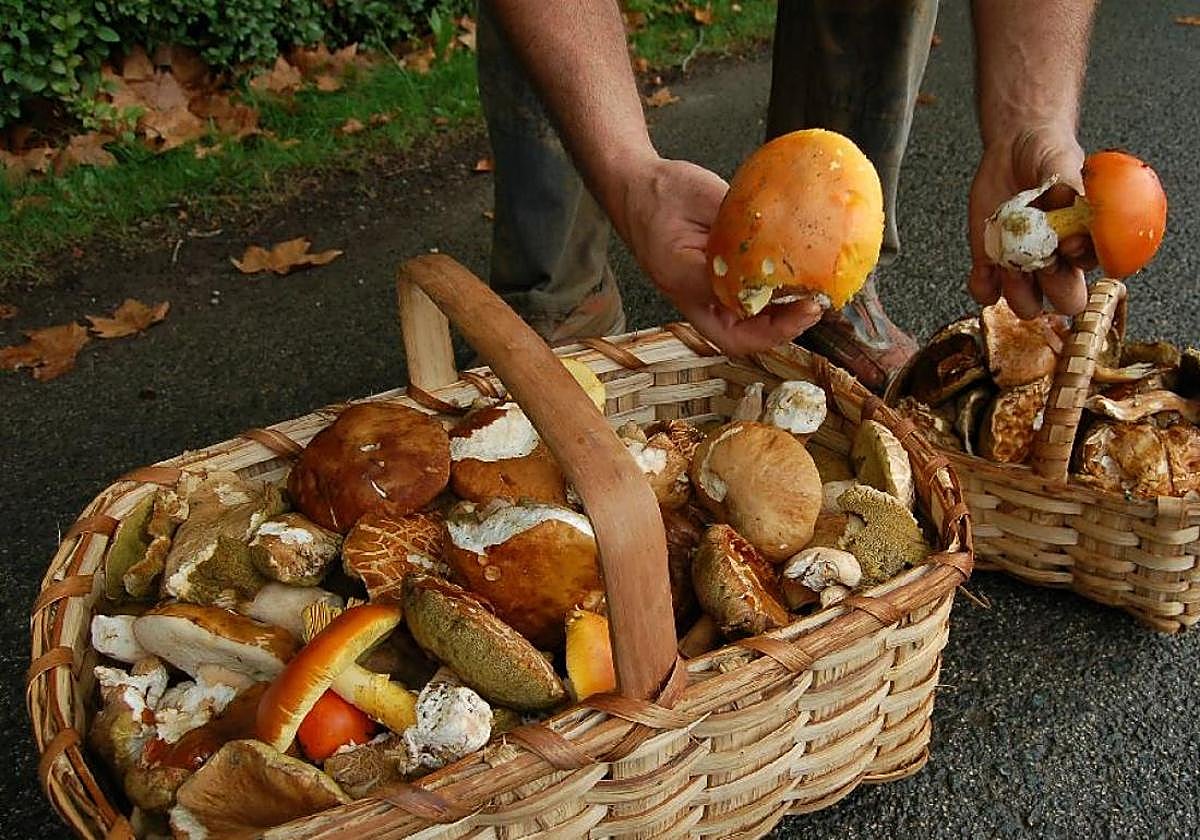 Una cesta de setas recién recogidas en una imagen de archivo.
