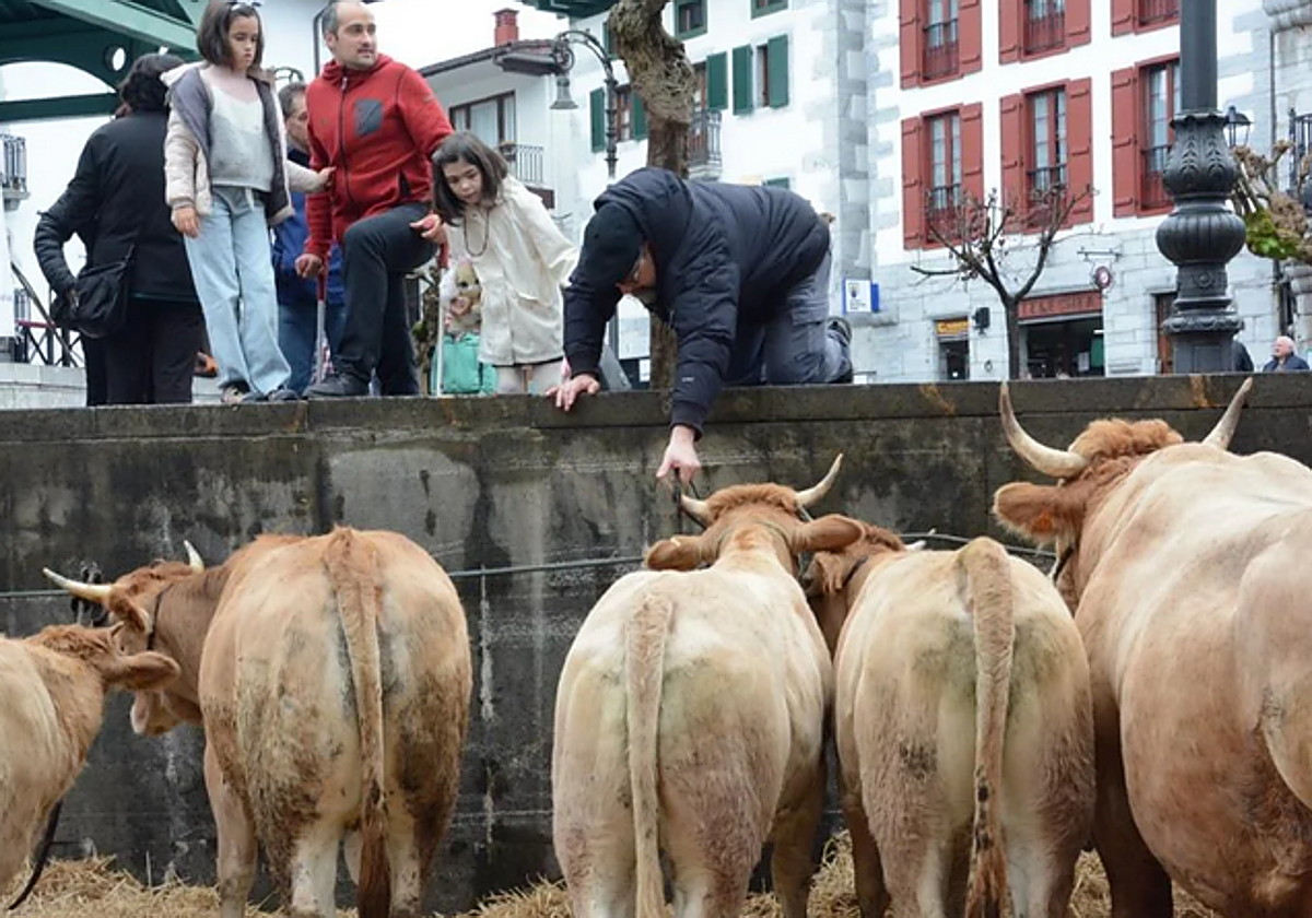 Ganado en las Ferias de Lesaka en torno a la Plaza Zaharra.