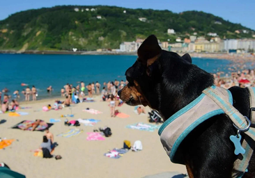 El permiso para pasear perros en verano en las playas donostiarras enciende el debate: «¿A qué hora se considera noche?»