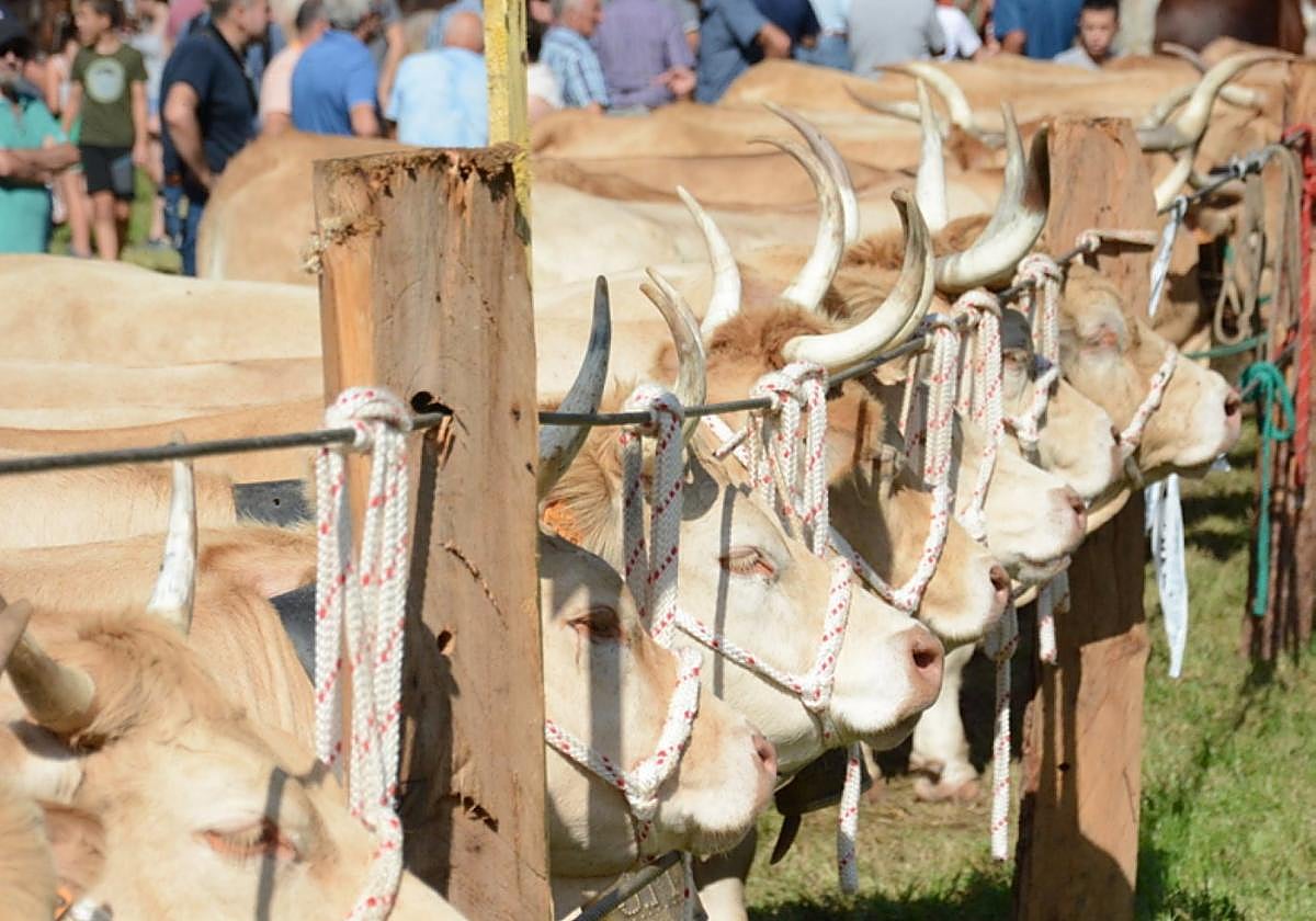 La enfermedad afecta al ganado vacuno.