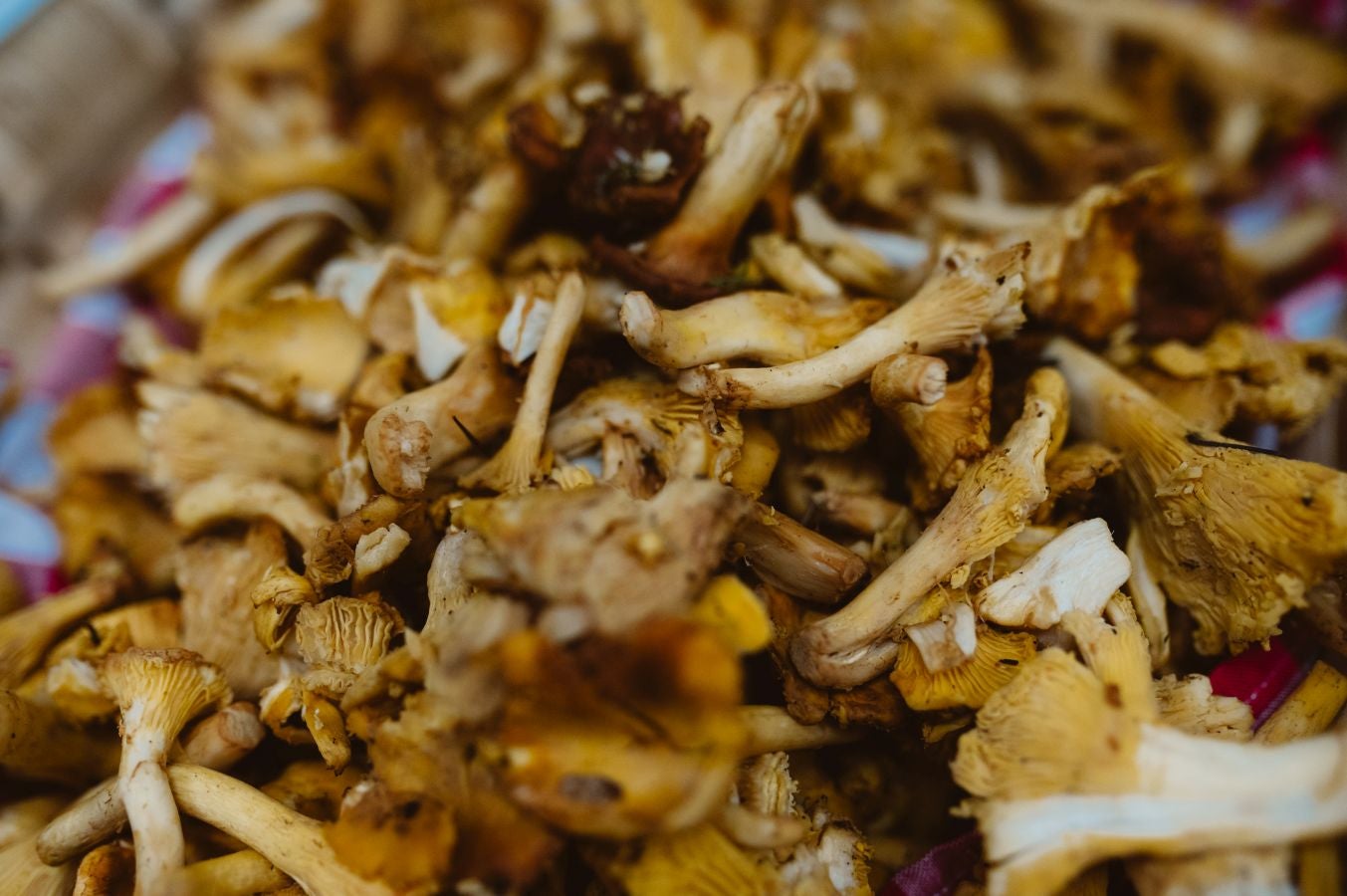 Ailanto elige el Museo Balenciaga para su vuelta a las pasarelas