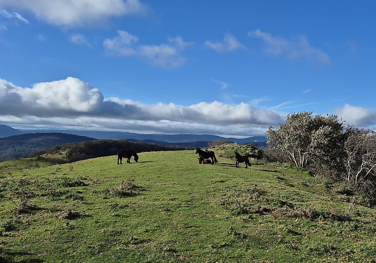 Un grupo de yeguas pasta junto al cercado de piedra a los pies de Agaotz.