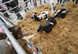 Terneras en un corral habilitado en la feria especial Esneki del año pasado, una estampa que no se repetirá en noviembre.