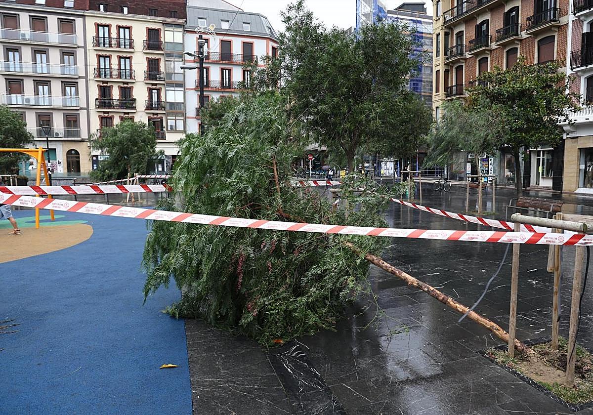 Un árbol se cayó en la plaza Cataluña de Gros