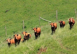Varias vacas de Bergarako Zezenak pastan en uno de los prados de la ganadería de festejos guipuzcoana.