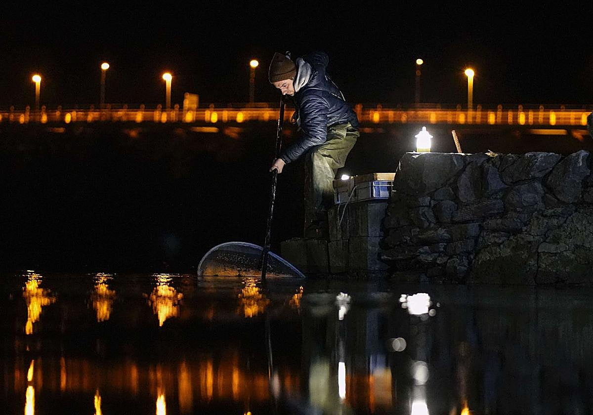 El Gobierno Vasco espera publicar esta semana la resolución que suspende la pesca de la angula