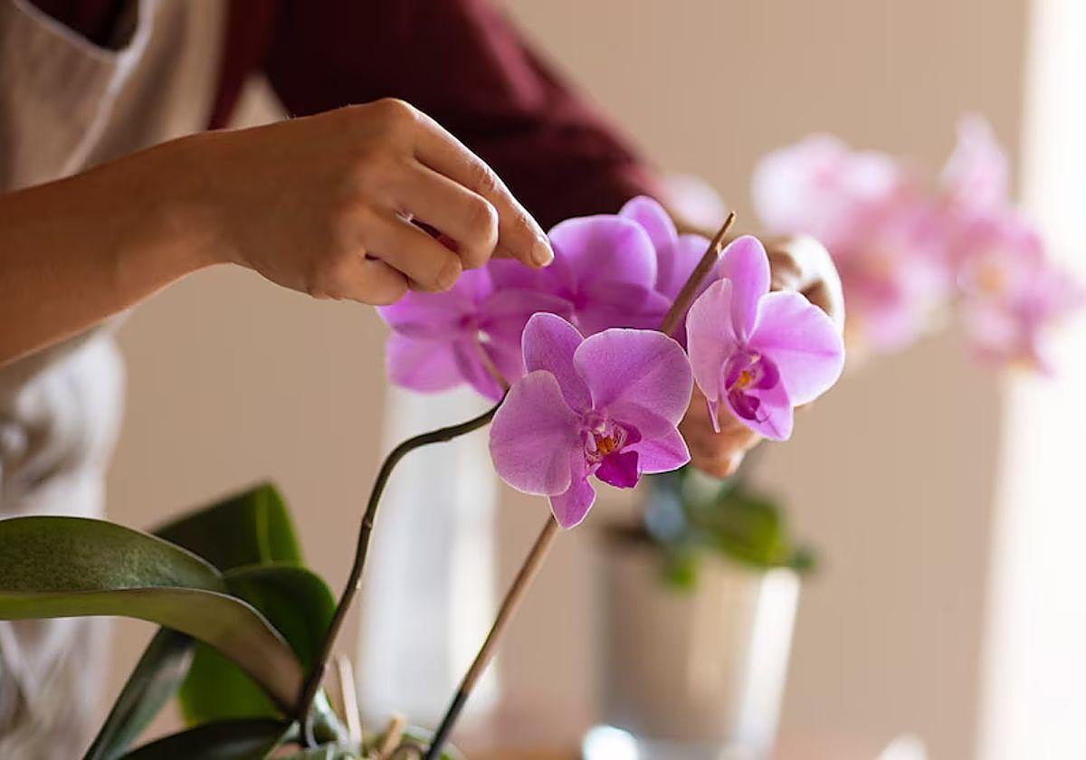 El cuidado de las orquídeas en el hogar: consejos para que crezcan sanas y rápido